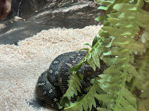 汉密尔顿岛野生动物世界-汉密尔顿岛必去景点