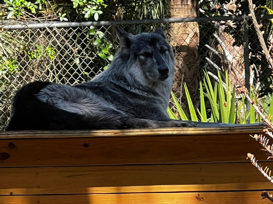 Shy Wolf Sanctuary Education & Experience Center-Golden Gate必去景点