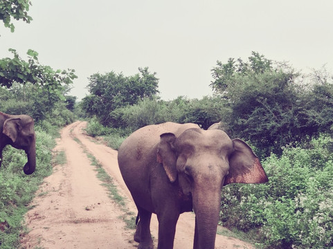 Moi Ceylon Tours-Rajagiriya必去景点