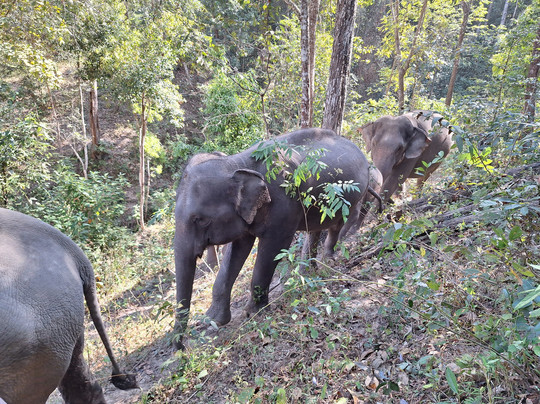 Karen Hilltribe Elephant Sanctuary-Mae Win必去景点