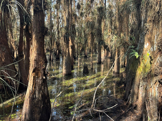 Everglades Institute-霍姆斯特德必去景点