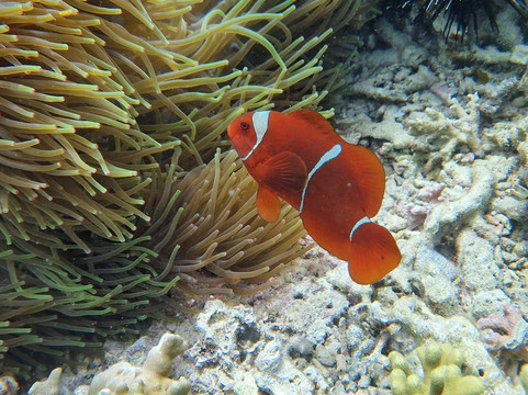 Menjangan Trip Snorkeling & Diving-Pejarakan必去景点