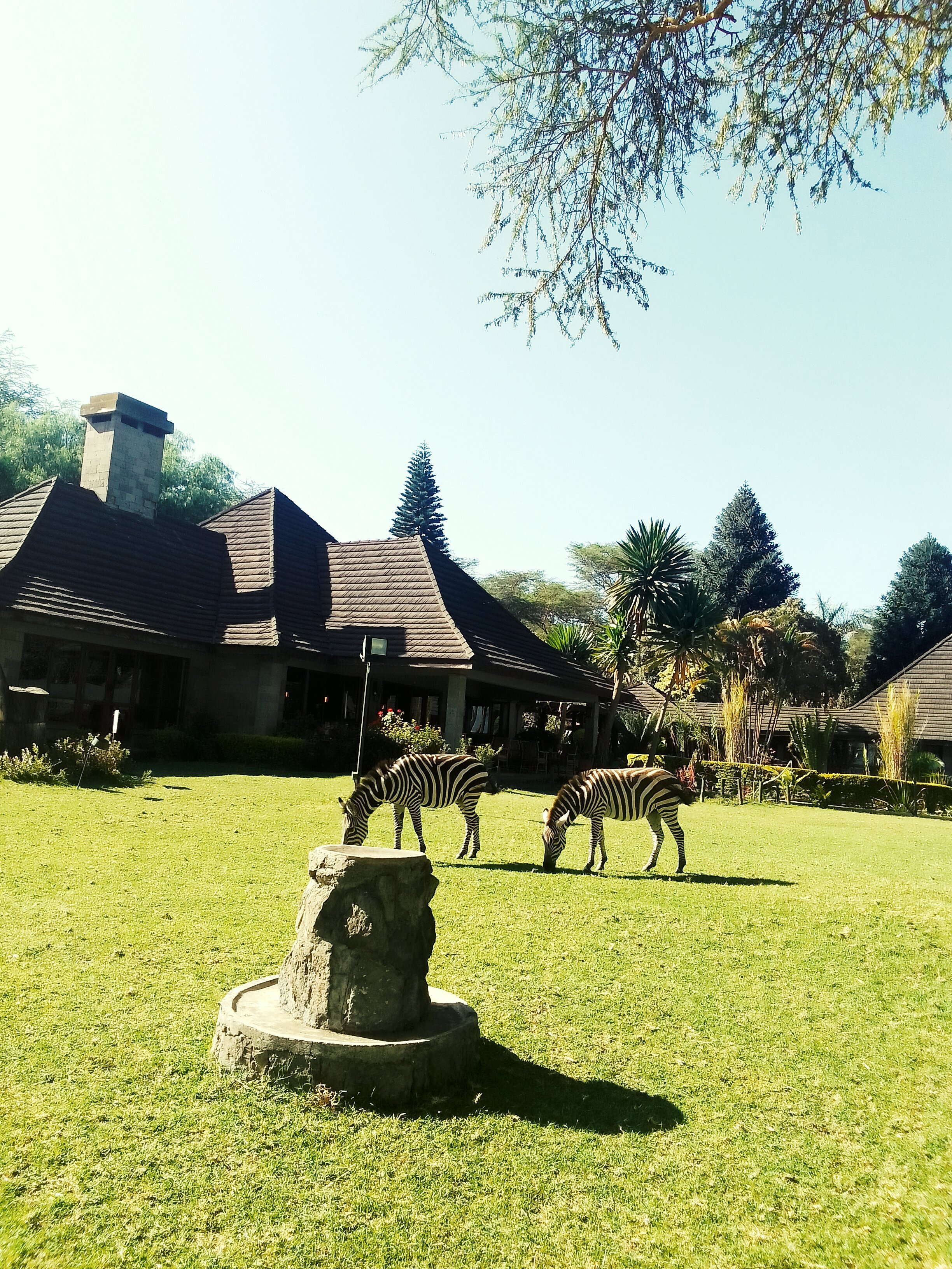 奈瓦沙索帕湖狮子木屋旅馆-官方