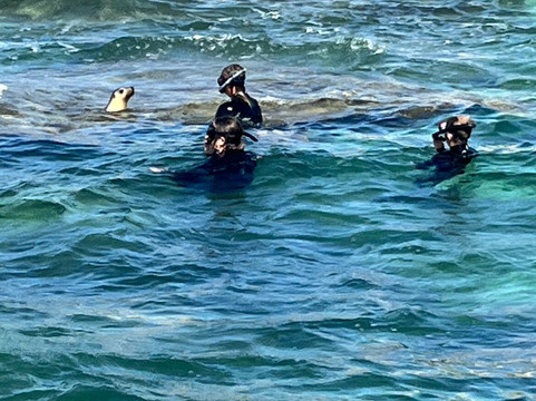 Lobster Shack Sea Lion Tour-塞万提斯必去景点