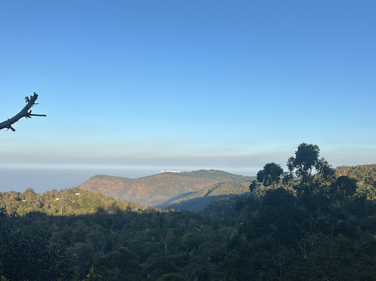 Mango Hill Yercaud主图