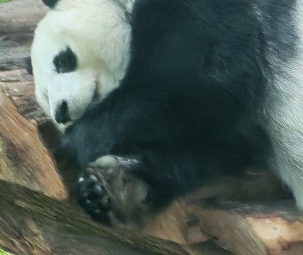 Panda House At Al Khor Park-Al Khor必去景点