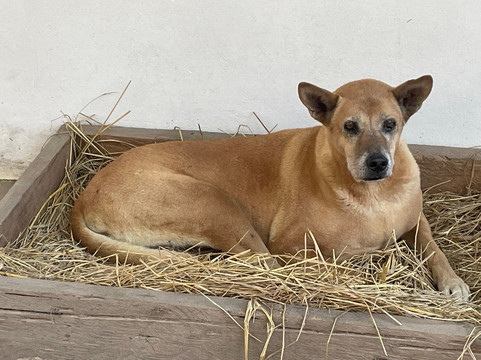 Cambodia Wildlife Sanctuary-暹粒必去景点