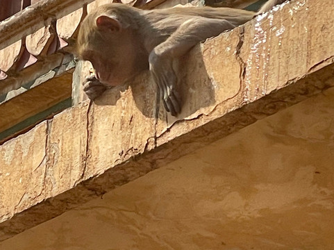 BOUT INDIA TOURS-斋蒲尔必去景点