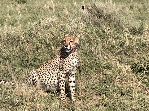 TANZANIA INSIDE AND SAFARI-莫西必去景点
