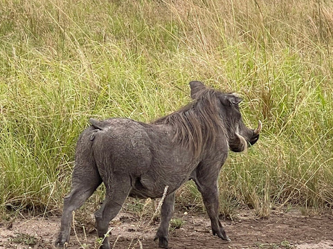 Truevine Safaris-坎帕拉必去景点