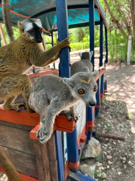 卡普基莫尼酒店-官方