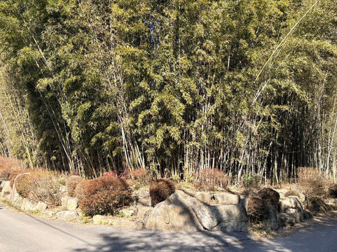 Guryong Village Bamboo Forest-益山市必去景点