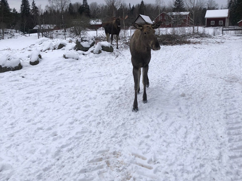 Virum Algpark-Vimmerby必去景点