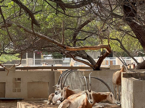 North Sedra Farm-Madinat Ash Shamal必去景点