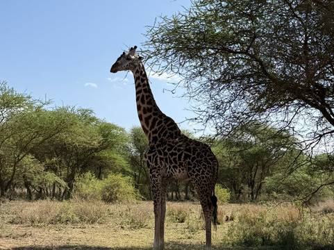 Momella African Adventure-阿鲁沙必去景点