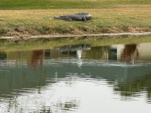 Rotonda Golf & Country Club Long Marsh Golf Club-Rotonda West必去景点