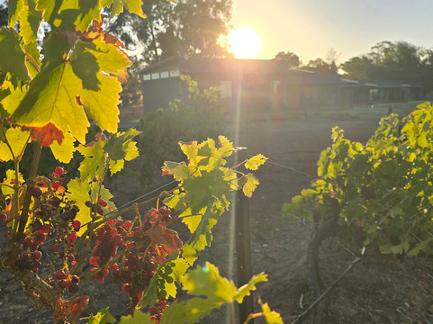 Buller Wines-卢森格林必去景点