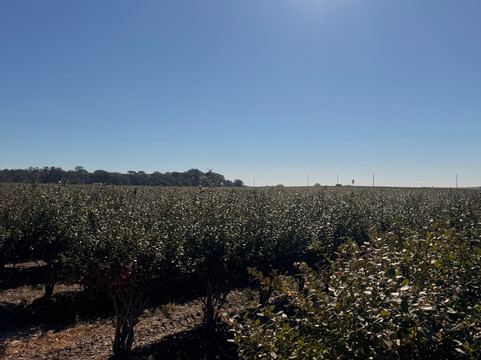 Southern Hill Farms-Clermont必去景点
