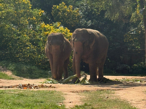 Samui Elephant Sanctuary-波普特必去景点