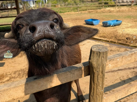 Laos Buffalo Dairy-琅勃拉邦必去景点