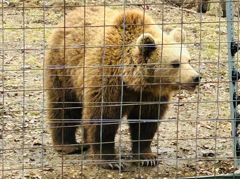 Libearty Bear Sanctuary Zarnesti-Zarnesti必去景点