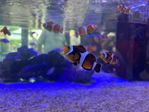 Pusat Ikan Hiasan-波德申必去景点