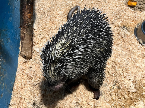 Animal Adventures Family Zoo & Rescue Center-Bolton必去景点