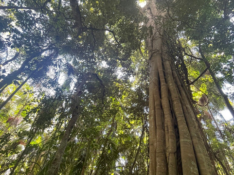 Curtis Falls-丹百林山必去景点