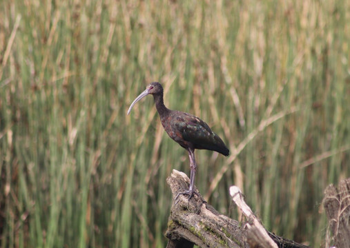 Rio Vivo-瓦尔迪维亚必去景点