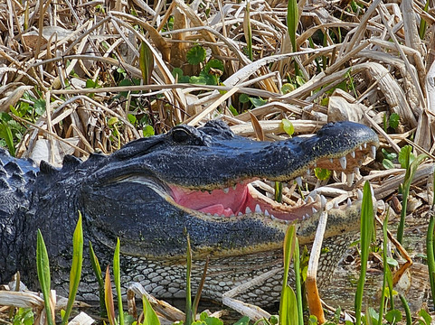 Airboat and Gator Charters-De Leon Springs必去景点