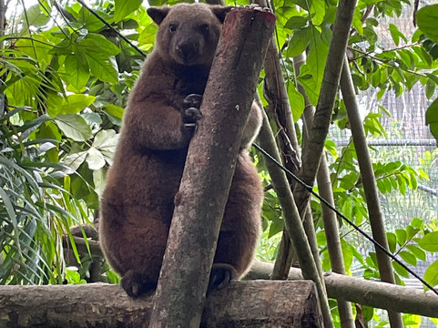 Port Moresby Nature Park-莫尔兹比港必去景点