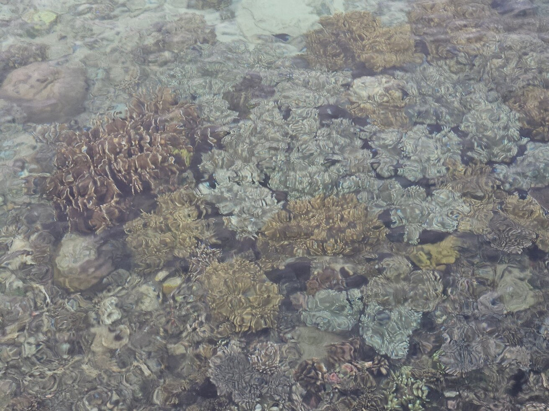 Olin Dive Center-Waisai必去景点