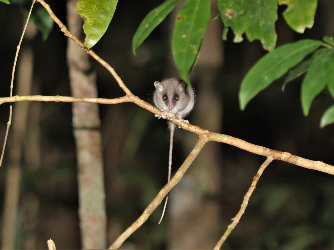 Eyes on Wildlife- 阿瑟顿必去景点