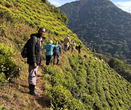 Go Gorilla Trekking-吉佳利必去景点