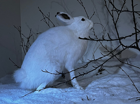 特罗姆瑟博物馆-特罗姆瑟必去景点