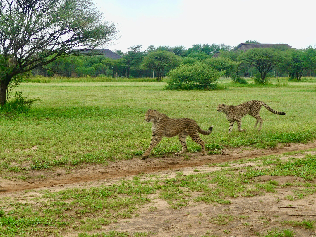 Cheetah View Lodge