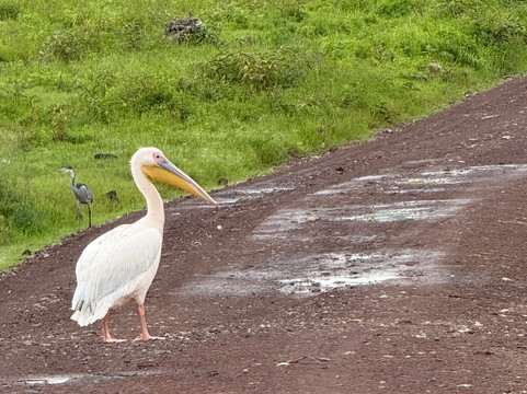 歌珊地非洲游猎之旅-阿鲁沙必去景点