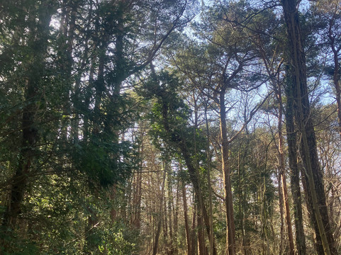 Ashdown Forest-Wych Cross必去景点