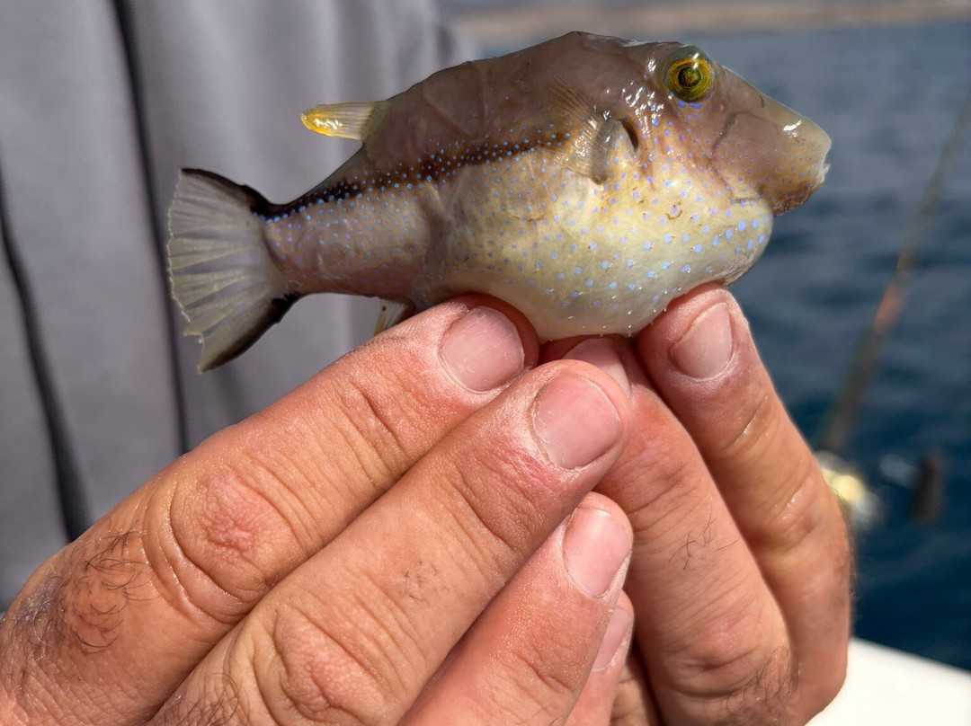 Fish On-San Bartolome de Tirajana必去景点