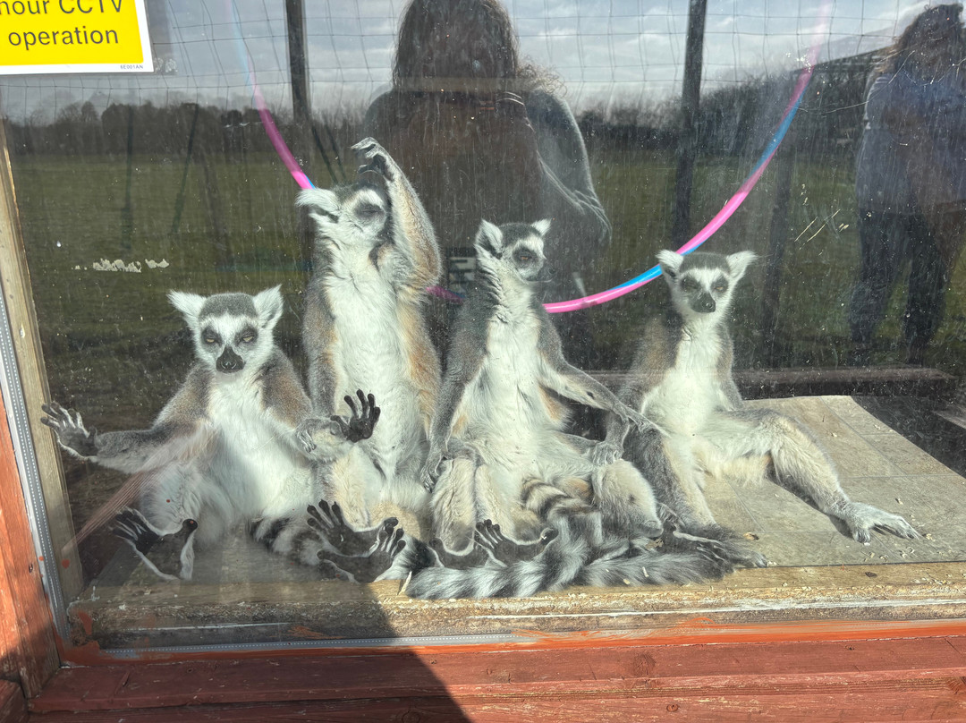 Ark Wildlife Park & Exotic Animal Sanctuary-Stickney必去景点