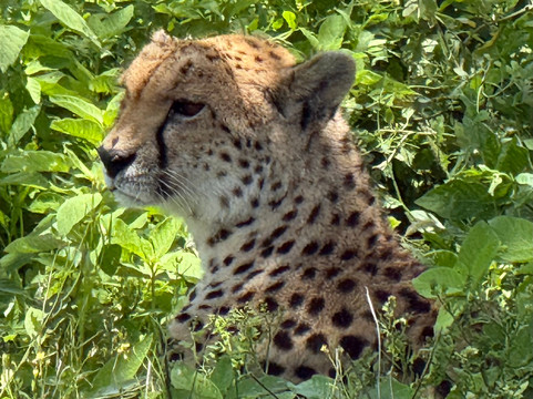 Safaris-R-Us-阿鲁沙必去景点