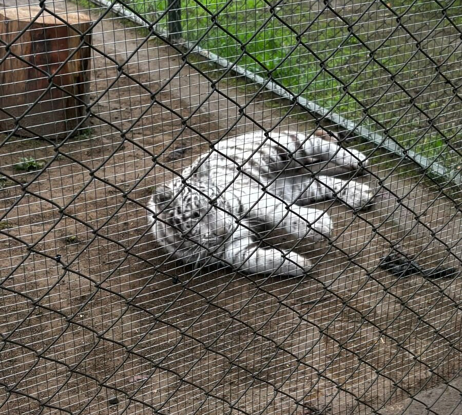 Zoológico Nacional de Chile-圣地亚哥必去景点