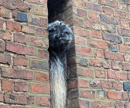 Briery Hill Llamas-Kilcot必去景点