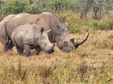 The Safari Company Ltd-Karen必去景点