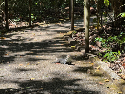 Carara National Park-卡拉拉必去景点