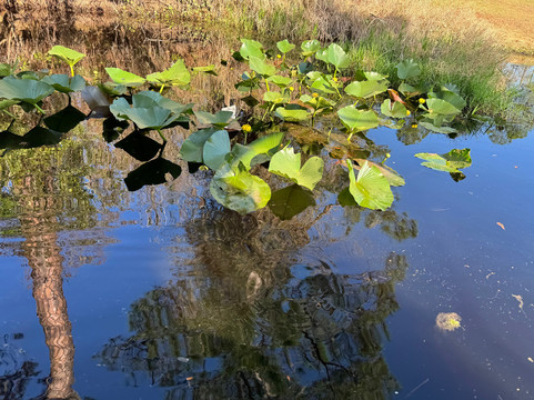 Okefenokee National Wildlife Refuge-Folkston必去景点