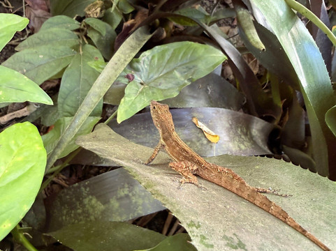 Phantasea Tropical Botanical Garden-圣 托马斯必去景点