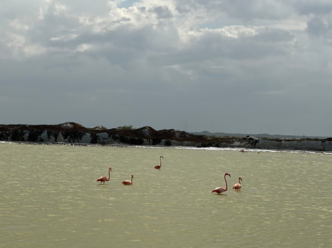 Flamingo & Nature Tours By William Canto-里奥拉加托斯必去景点