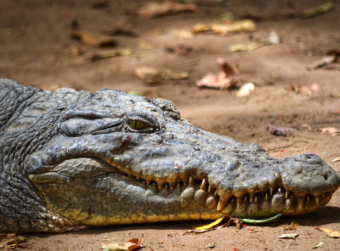 Kachikally Crocodile Pool-Bakau必去景点