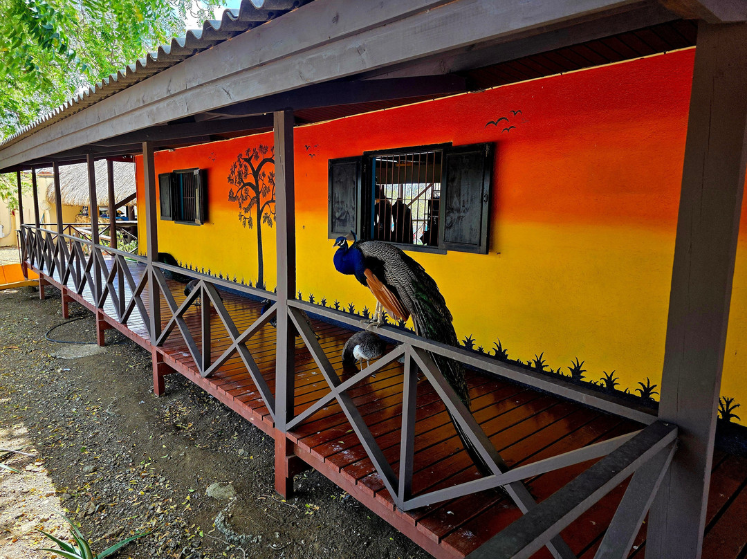 Curacao Ostrich Farm-库拉索必去景点